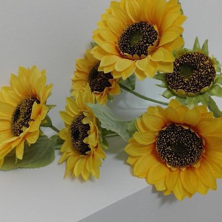 Girasole Grazioli 47 Bed and Breakfast Trento Eksteriør billede
